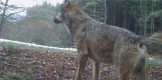 Nature and Our Planet Talk Series – Return of the Top Predator