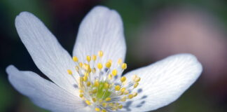 Nature Restoration Group Feature and Group Call