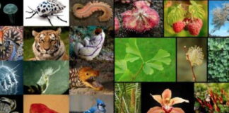 Nature and Our Planet Talk Series with Antoine – Exotic species in nature