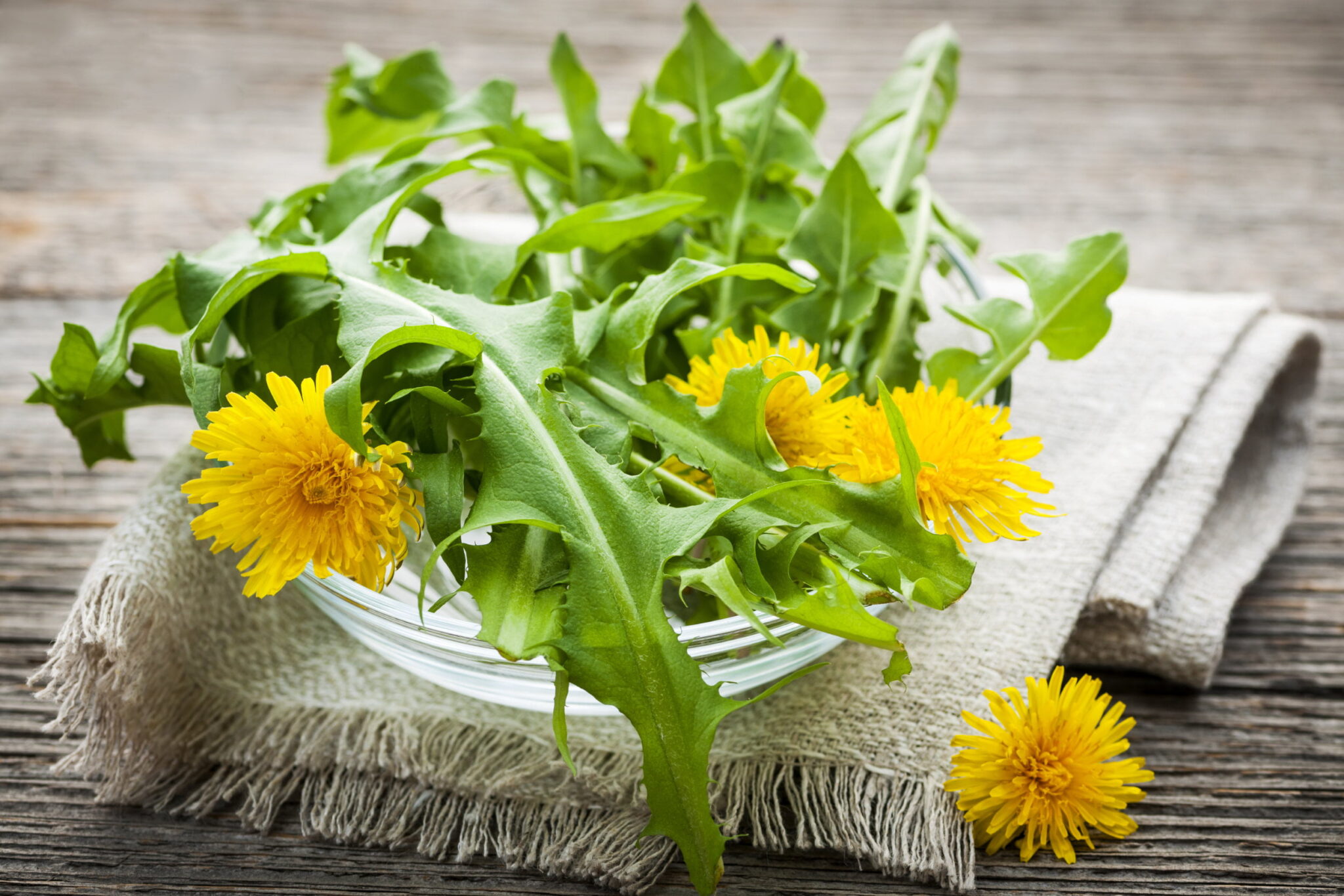 VAX Health Benefits Indoor Dandelion Growing Can You Grow Dandelions