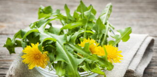 VAX Health Benefits: Indoor Dandelion Growing – Can You Grow Dandelions Indoors