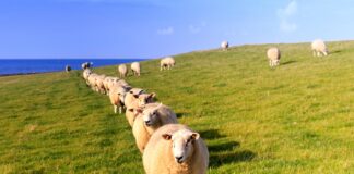 What Causes Sheeple to be Sheeple