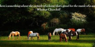 The Masks We Wear – A Lesson from Horses