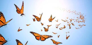 The Transition To Greatness – Get ready to spread your wings