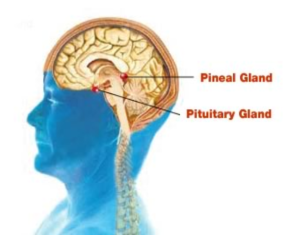 Healing group public call let s dive in and supercharge our pineal gland nov 26 2022 | banned