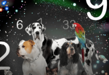 Animal Numerology: How Numbers Affect Our Pets?