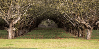 Stunning English Orchard set to be DESTROYED for bus lane to help with ‘climate change’