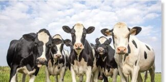 Farmers will be ordered to feed cows ‘methane suppressants’ to stop them belching and breaking wind under government plans to reach net zero
