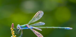 Healing Group Public Call – Distance Healing & Dragonfly Energy, July 22, 2023