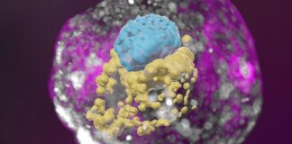 Scientists Have Created A Human “Entity” That Has No Mother Or Father