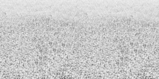 COBRA-15th September 2023- Situation Update and Thailand Ascension Conference Crowd