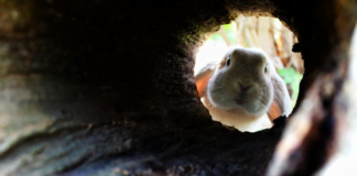 Ascension Connection- Thurs. Nov. 9, 2023-Near Future Timelines and Predictions