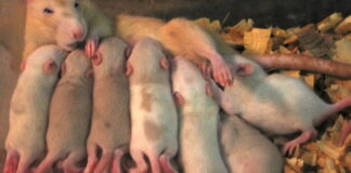 Covid Vaccines Cause ‘Autism’ in Lab Rats, Study Finds