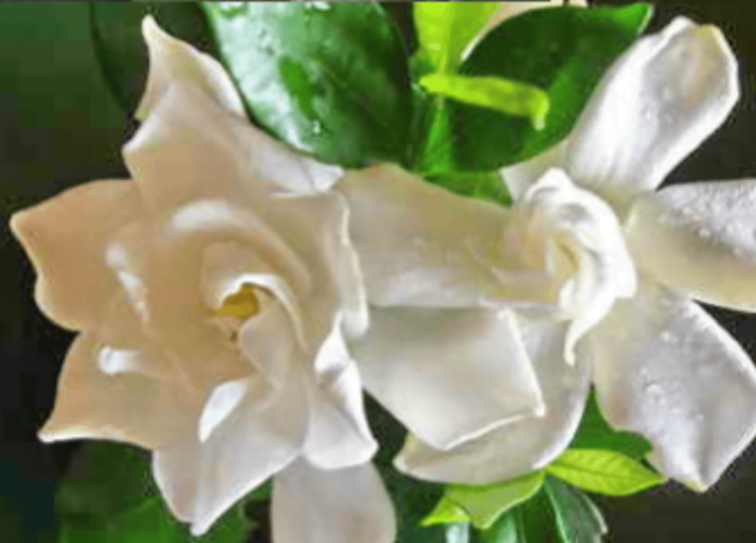 The Flower For The Year 2024 Gardenia Prepare For Change   Coffeee 696x500 