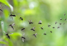 Maui ‘Ground Zero’ for Release of Billions of Biopesticide Lab-Altered Mosquitoes