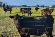 Cattle Tracking Provision That May Limit Beef Supply Passed in Omnibus Bill