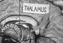 When Heart and Brain Synchronize, the Secret to Human Potential is Revealed! | Gregg Braden