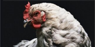 WHO’s Playing Chicken with our Health