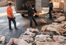 PRION-CONTAMINATED PORK ALERT: All across the United States, pigs can be “vaccinated” with millions of deadly prions via mRNA clot shots – UNLABELED