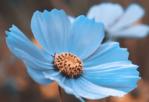 The Mystery of Blue in Nature