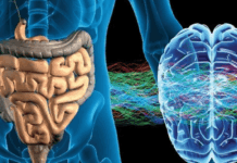 The Gut-Brain Connection: Boost Mental Health Through The Gut