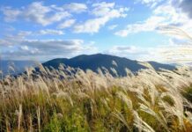 Interview Cobra/Iruka-14th October 2025, Tokyo/Japan- About Dragon energies/Families/Groups+3 Books to read+Goddess Mystery+White Nobility+Vortexes/Energy places in Japan+Stellar Families…