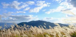 Interview Cobra/Iruka-14th October 2025, Tokyo/Japan- About Dragon energies/Families/Groups+3 Books to read+Goddess Mystery+White Nobility+Vortexes/Energy places in Japan+Stellar Families…