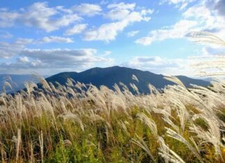 Interview Cobra/Iruka-14th October 2025, Tokyo/Japan- About Dragon energies/Families/Groups+3 Books to read+Goddess Mystery+White Nobility+Vortexes/Energy places in Japan+Stellar Families…