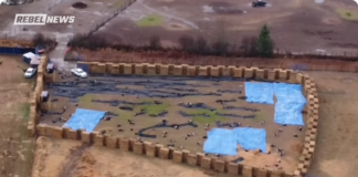 ‘Biosecurity’ terrorists cull entire flock of ostriches that survive disease