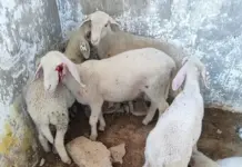 🐑 Israeli KKK, terrorizing Palestinian farmers, gouge the eyes out of sheep, torture and kill them. All under the protection of the IDF.