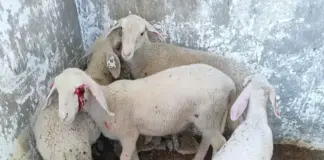 🐑 Israeli KKK, terrorizing Palestinian farmers, gouge the eyes out of sheep, torture and kill them. All under the protection of the IDF.