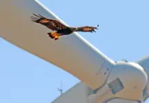 Shock New Report Lays Out the Full Scale of Environmental Damage Caused by Onshore Wind Turbines