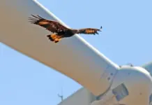 Shock New Report Lays Out the Full Scale of Environmental Damage Caused by Onshore Wind Turbines