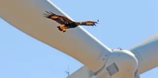 Shock New Report Lays Out the Full Scale of Environmental Damage Caused by Onshore Wind Turbines