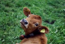 Bovaer Backlash: Danish Cows Collapsing Under Mandatory Methane-Reducing Additive