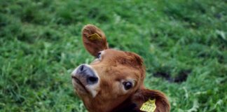 Bovaer Backlash: Danish Cows Collapsing Under Mandatory Methane-Reducing Additive