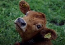 Bovaer Backlash: Danish Cows Collapsing Under Mandatory Methane-Reducing Additive