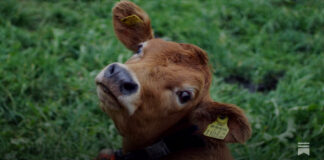 Bovaer Backlash: Danish Cows Collapsing Under Mandatory Methane-Reducing Additive