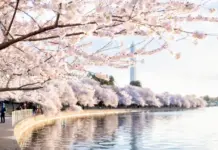 Make Every Day Your Peaceful Day