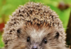 They’re Replacing Winston Churchill With a HEDGEHOG…