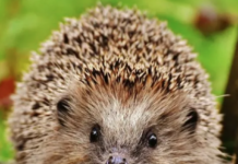 They’re Replacing Winston Churchill With a HEDGEHOG…