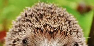 They’re Replacing Winston Churchill With a HEDGEHOG…