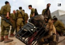 ‘I wished for death’: Sexual violence in Israel’s prisons is an ‘organized state policy’