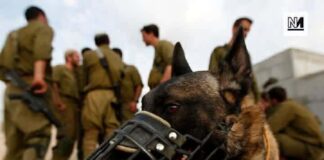 ‘I wished for death’: Sexual violence in Israel’s prisons is an ‘organized state policy’