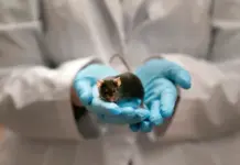 With a switch of a letter in DNA ‘dark matter,’ Israeli scientists change sex of mouse