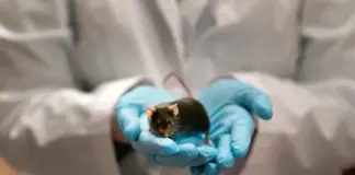 With a switch of a letter in DNA ‘dark matter,’ Israeli scientists change sex of mouse