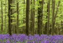 Tracker: Where Is Human Composting Legal In The US?