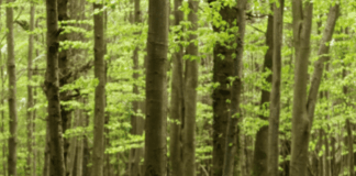 Tracker: Where Is Human Composting Legal In The US?