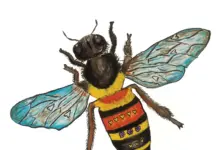 “Beekeepers Don’t Get Cancer”