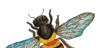 “Beekeepers Don’t Get Cancer”